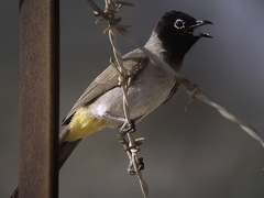 Pycnonotus xanthopygos