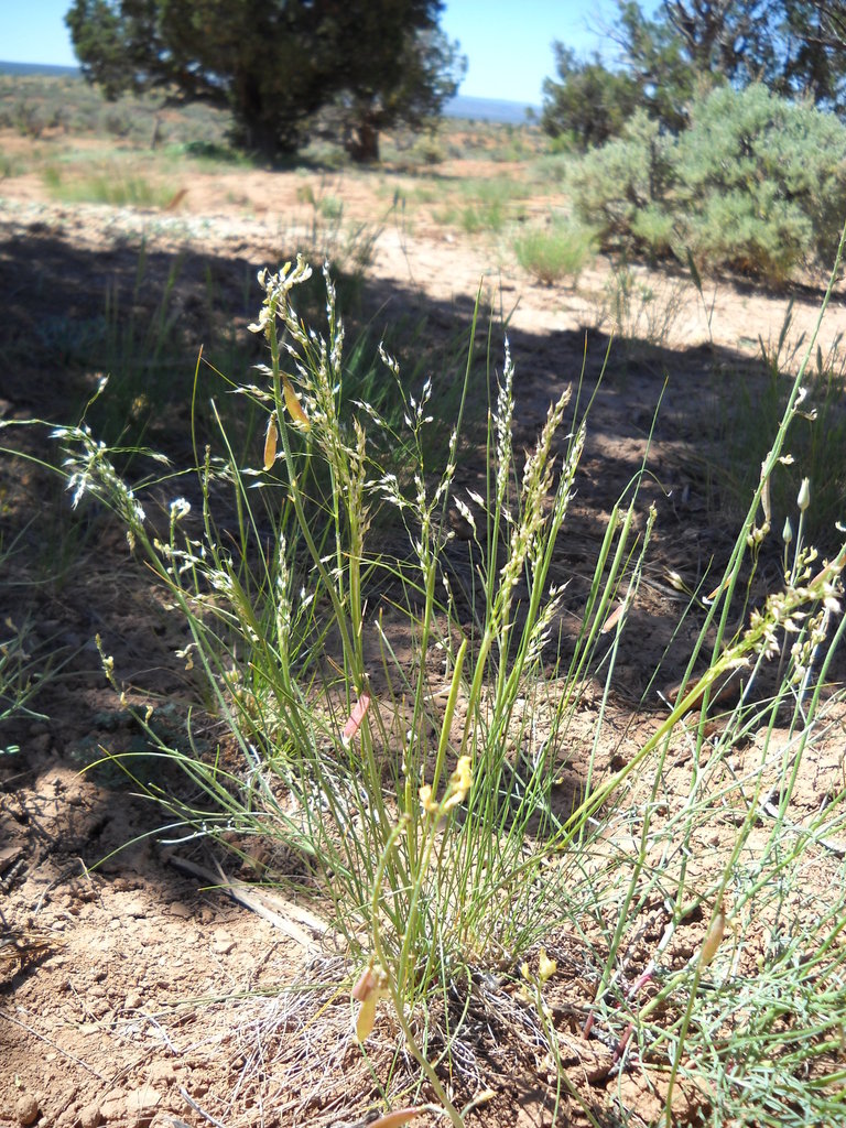 Eriocoma arnowiae