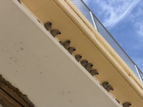 Cliff Swallow