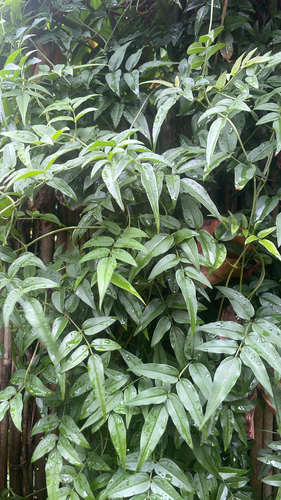Jasminum polyanthum observed 2026-05-23