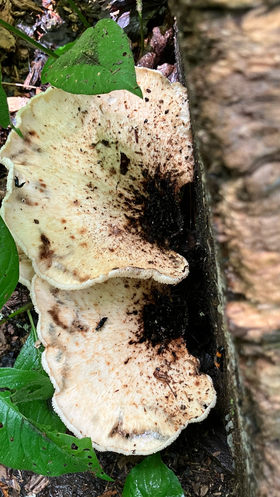 Dryad's Saddle · May 2026 · photo: Photo: (c) River Ahlquist, some rights reserved (CC BY) · iNaturalist