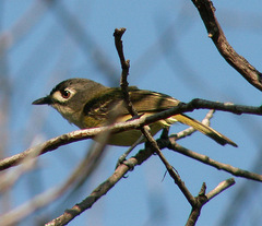 Vireo atricapilla