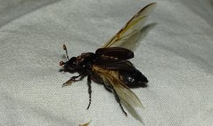 Nicrophorus humator