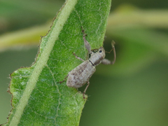 Pandeleteius defectus