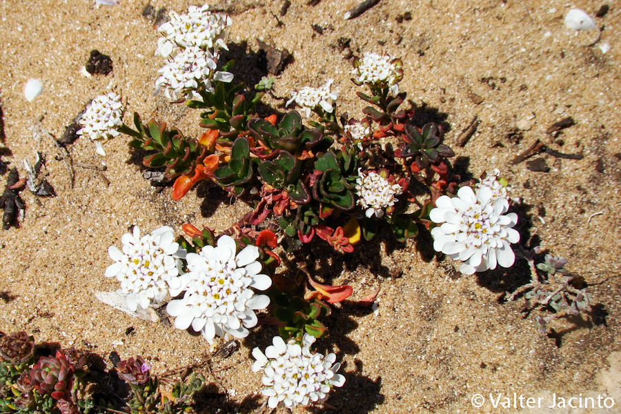 Perennial candytuft