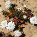 Iberis procumbens - Photo (c) Valter Jacinto | Portugal, some rights reserved (CC BY-NC-SA)