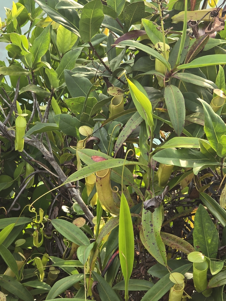 Nepenthes masoalensis (Nepenthes masoalensis)