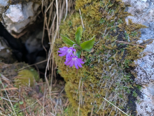 Primula clusiana, photograph 6