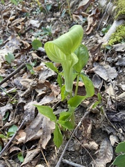 Arisaema triphyllum