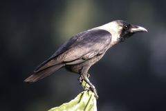 Corvus splendens