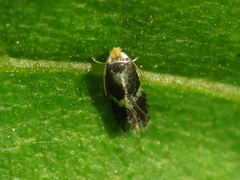 Ectoedemia