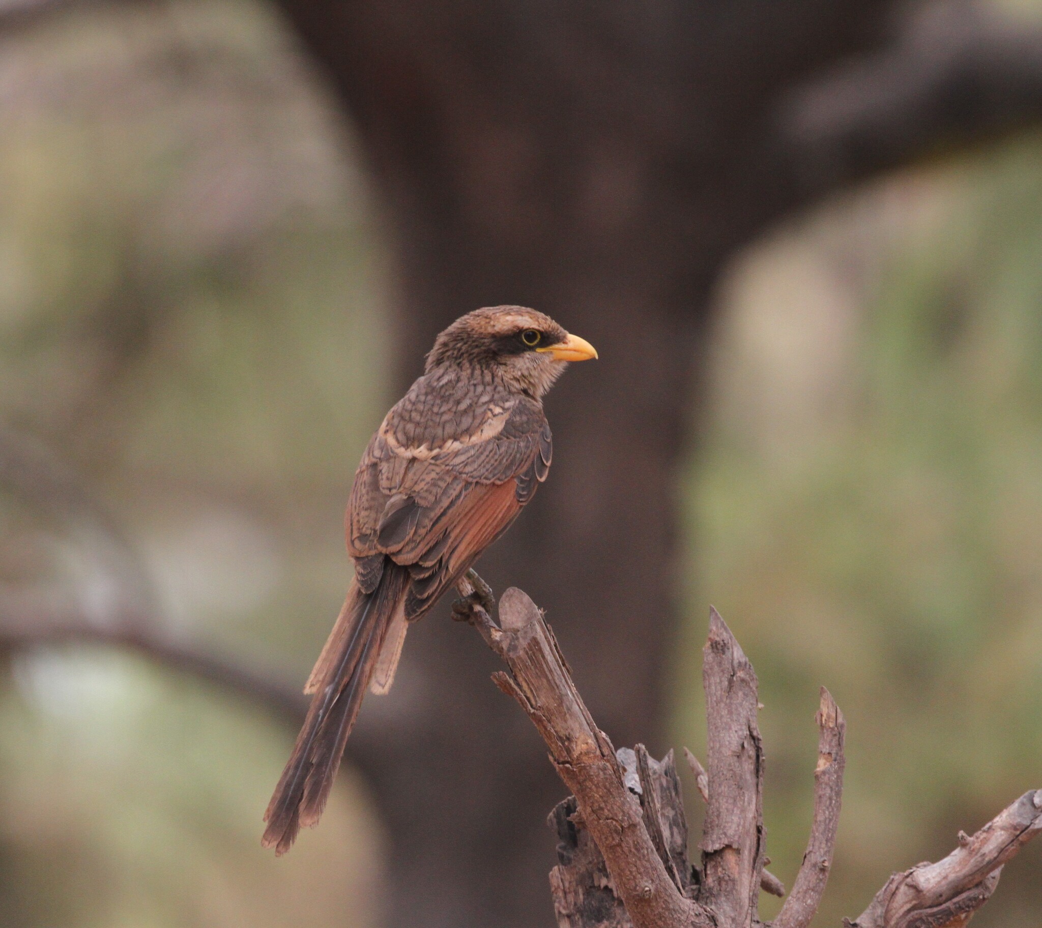 Yellow-billed Shrike (Corvinella corvina), photo 6