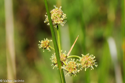 Scirpoides