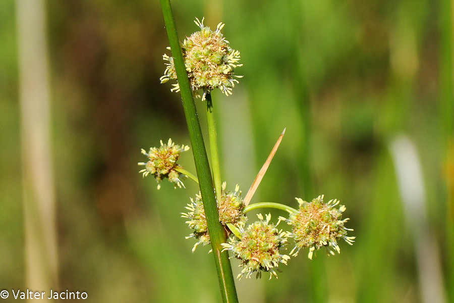 Scirpoides