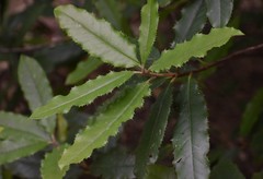 Photinia serratifolia
