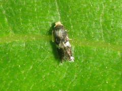 Ectoedemia