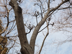 Fraxinus chinensis