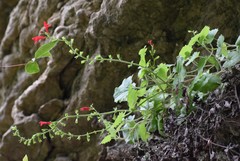 Salvia roemeriana
