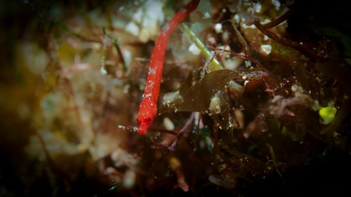 Herre's pipefish (Siokunichthys herrei) — Syngnathidae — 3