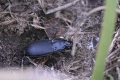 Plocamostethus planiusculus