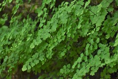 Adiantum capillus-veneris