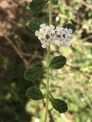 Lippia micromera