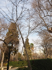 Fraxinus chinensis