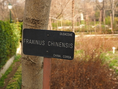 Fraxinus chinensis