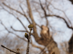 Fraxinus chinensis