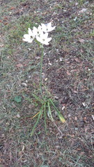 Ornithogalum arabicum