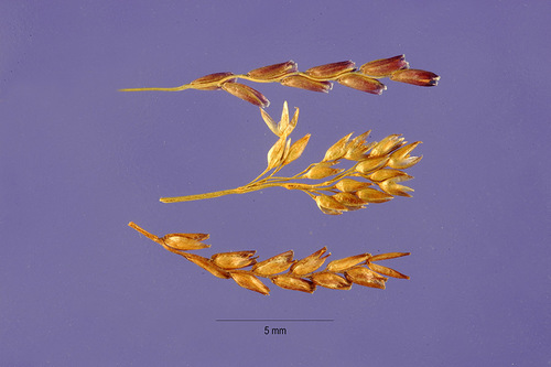 Mibora
