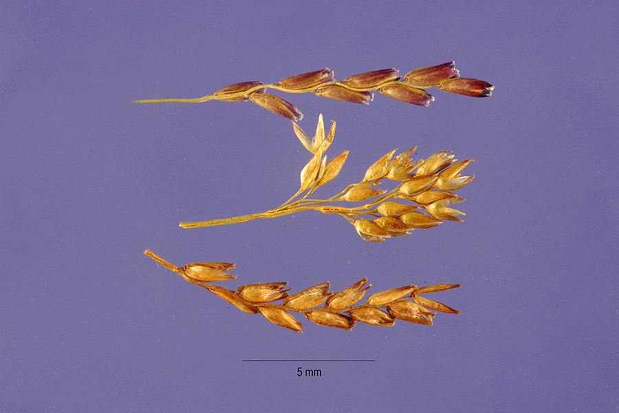 Mibora