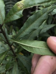 Cestrum buxifolium