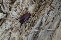 Uloma culinaris