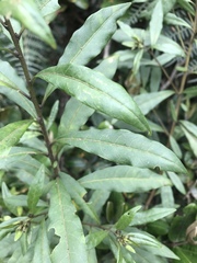 Cestrum buxifolium