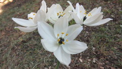 Ornithogalum arabicum