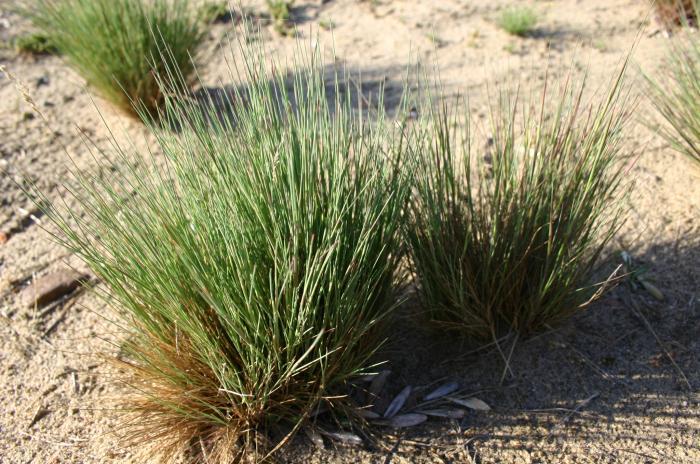 Corynephorus