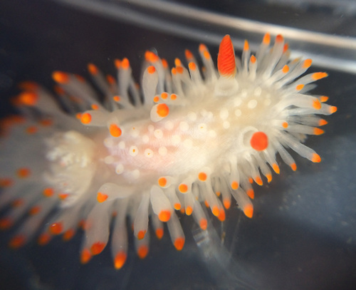 Cockerell's Dorid