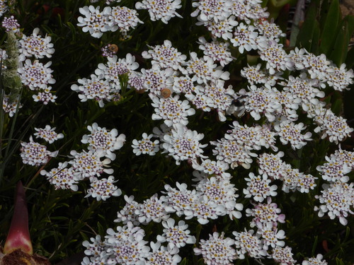 Iberis procumbens, photograph 2