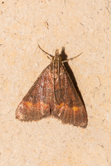 Pyrausta pseuderosnealis