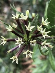 Cestrum buxifolium