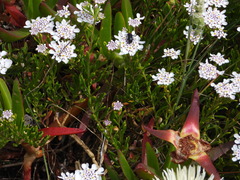 Iberis procumbens, photograph (c) Duarte Frade, some rights reserved (CC BY)