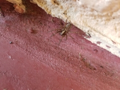 Araneae