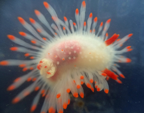Cockerell's Dorid