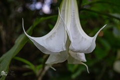 Brugmansia arborea