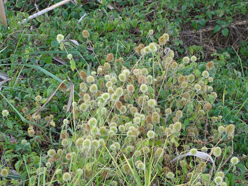 Cyathula uncinulata, photograph 5