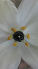 Ornithogalum arabicum