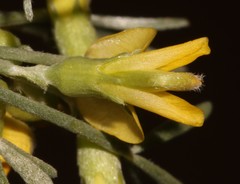 Calobota spinescens