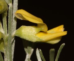 Calobota spinescens