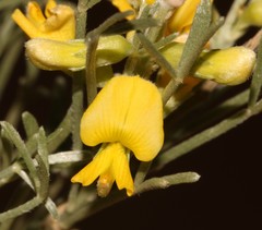 Calobota spinescens